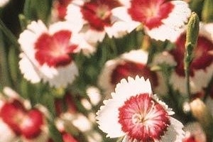 Dianthus 'Arctic Fire' 